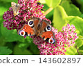 Peacock butterfly (Aglais io) and small moth feeding together on pink Sedum flowers. 143602897