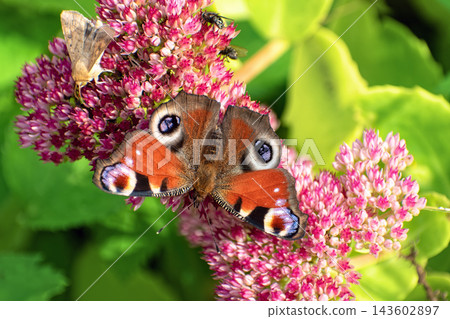Peacock butterfly (Aglais io) and small moth feeding together on pink Sedum flowers. Peacock butterfly (Aglais io) and small moth feeding together on pink Sedum flowers. 143602897
