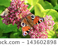 Peacock butterfly (Aglais io) and small moth feeding together on pink Sedum flowers. 143602898