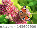 Peacock butterfly (Aglais io) and small moth feeding together on pink Sedum flowers. 143602900