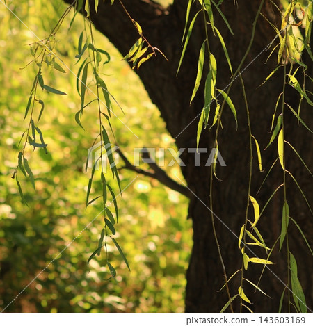 Sunlit Willow Leaves Against a Dark Tree Trunk Sunlit Willow Leaves Against a Dark Tree Trunk 143603169
