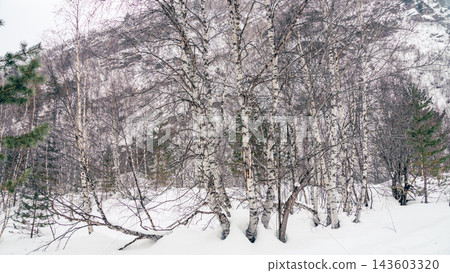 Birch grove in snowy mountain valley with bare branches and diffused winter light Birch grove in snowy mountain valley with bare branches and diffused winter light 143603320