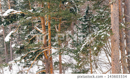 Snow-covered pine forest on mountain slope with frost-dusted evergreen branches and trunks 143603334