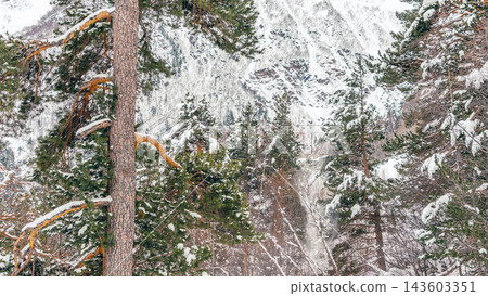 Snow-covered pine forest in mountain valley with rocky slopes and tall trunks, winter landscape Snow-covered pine forest in mountain valley with rocky slopes and tall trunks, winter landscape 143603351