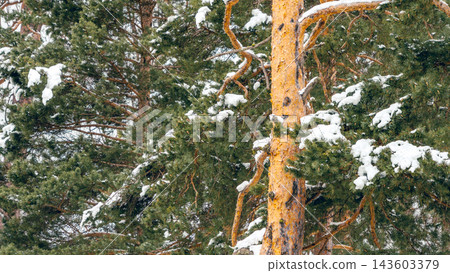 Snow-dusted pine trunk and dense evergreen branches in winter Caucasus mountain forest scene Snow-dusted pine trunk and dense evergreen branches in winter Caucasus mountain forest scene 143603379