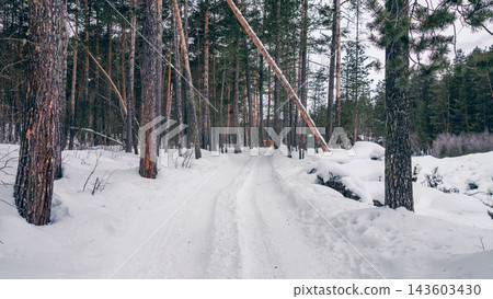 Snow-covered forest track winding between tall pine trees under overcast winter sky Snow-covered forest track winding between tall pine trees under overcast winter sky 143603430