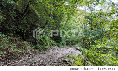 A landscape of a dirt road on the Hatouchi Forest Road surrounded by trees - Nagano Prefecture, Japan 143603633