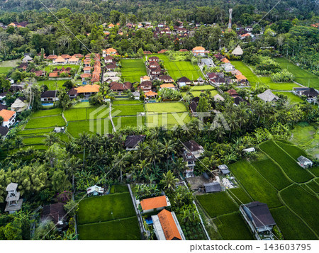 Ubud, Bali aerial view of lush green terraced rice fields weaving through traditional village houses and dense tropical forest, showcasing Ubud serene rural agriculture and landscape Ubud, Bali aerial view of lush green terraced rice fields weaving through traditional village houses and dense tropical forest, showcasing Ubud serene rural agriculture and landscape 143603795