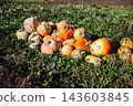 Pile of pumpkins resting on the field after the harvest in autumn 143603845