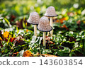 Mushrooms growing in green grass during autumn 143603854