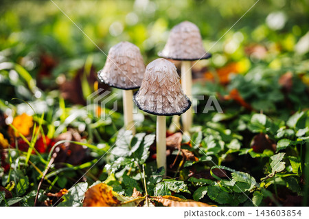 Mushrooms growing in green grass during autumn 143603854