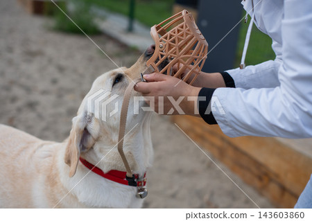 A woman puts a muzzle on a dog. A woman puts a muzzle on a dog. 143603860