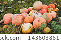 Pumpkins growing in the field are waiting to be harvested 143603861