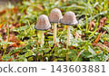 Three mushrooms growing in the forest during autumn 143603881