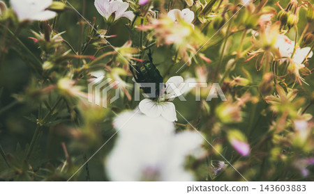 Dreamy Summer Wildflower Meadow Background with Soft Sunlight Dreamy Summer Wildflower Meadow Background with Soft Sunlight 143603883