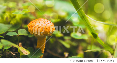 Orange scaly mushroom growing on a mossy forest floor. Surrounded by green clover leaves and grass blades. Bathed in soft glowing light bokeh 143604064