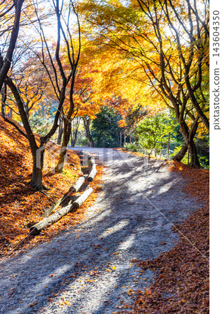 福岡縣野宮山觀音寺的秋景 福岡縣野宮山觀音寺的秋景 143604350
