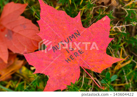 Red Colorful Painted Autumn Leaves With Text AUTUMN IS HERE In Forest 143604422