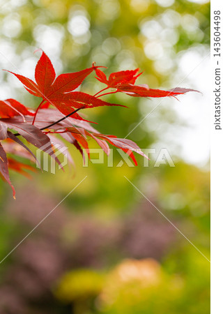 Scenic autumn forest covered with colorful fallen leaves creating vibrant natural carpet across the woodland floor. Tall deciduous trees with golden orange and red foliage surround peaceful landscape Scenic autumn forest covered with colorful fallen leaves creating vibrant natural carpet across the woodland floor. Tall deciduous trees with golden orange and red foliage surround peaceful landscape 143604498