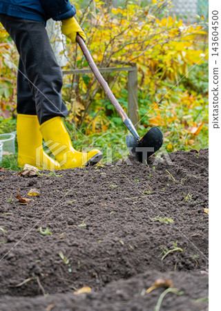 Unrecognizable Woman Planting Garlic in Garden Soil During Late Autumn. Wearing bright yellow rubber gardening boots and protective gloves. She uses hoe to create planting rows. Vegetable garden with Unrecognizable Woman Planting Garlic in Garden Soil During Late Autumn. Wearing bright yellow rubber gardening boots and protective gloves. She uses hoe to create planting rows. Vegetable garden with 143604500