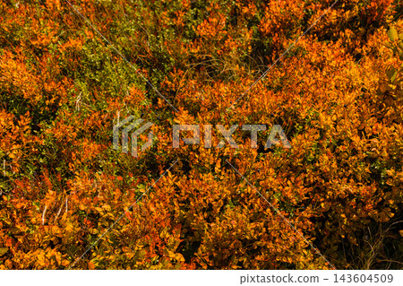 Vibrant red and orange autumn blueberry bushes on a mountain slope Vibrant red and orange autumn blueberry bushes on a mountain slope 143604509