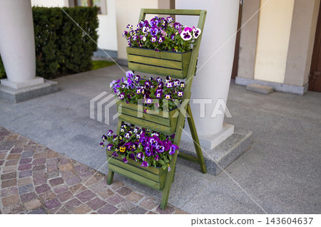Potted purple pansy flowers in a tiered wooden planter outdoors Potted purple pansy flowers in a tiered wooden planter outdoors 143604637