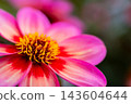 Colorful Red Autumn Flowers Blooming In Natural Garden Closeup 143604644