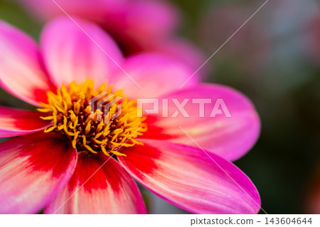 Colorful Red Autumn Flowers Blooming In Natural Garden Closeup Colorful Red Autumn Flowers Blooming In Natural Garden Closeup 143604644