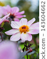 Colorful Pink Autumn Flowers Blooming In Natural Garden Closeup 143604662