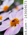 Colorful Pink Autumn Flowers Blooming In Natural Garden Closeup 143604673