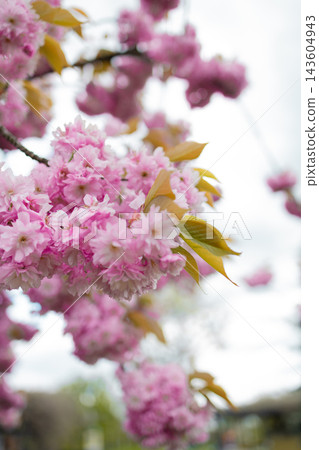 Close up of pink cherry blossom flowers on a tree branch in spring. Close up of pink cherry blossom flowers on a tree branch in spring. 143604943