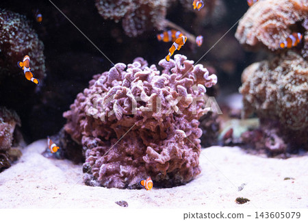 Colorful Amphiprion ocellaris anemonefish swimming around soft coral in a vibrant marine reef aquarium. Tropical saltwater ecosystem with living corals, white sand, crystal-clear water, and exotic Colorful Amphiprion ocellaris anemonefish swimming around soft coral in a vibrant marine reef aquarium. Tropical saltwater ecosystem with living corals, white sand, crystal-clear water, and exotic 143605079
