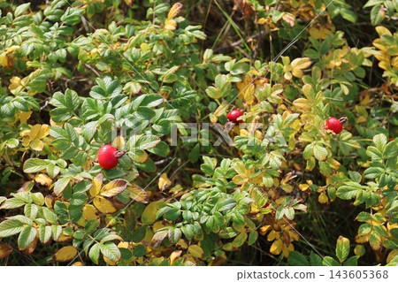 Early October in Hokkaido, Ishikari City, Ishikari River, estuary, Hamanasu Hill Park, morning walk, stroll, boardwalk walk, autumn Early October in Hokkaido, Ishikari City, Ishikari River, estuary, Hamanasu Hill Park, morning walk, stroll, boardwalk walk, autumn 143605368