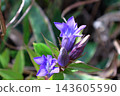 Gentians blooming along a mountain path in Kajigamori, Kochi Prefecture. 143605590