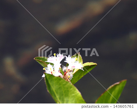 Mitsugashiwa的白花 Mitsugashiwa的白花 143605761