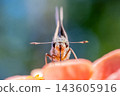 A skipper butterfly perched on a red flower (front view) 143605916