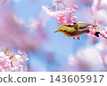 Kawazu cherry tree and mezzo 143605917