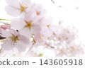 Cherry blossoms in full bloom (Yoshino cherry tree) 143605918