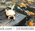 A white softshell turtle on a pedestal in the pond and koi swimming around. 143606086