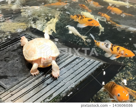 A white softshell turtle on a pedestal in the pond and koi swimming around. A white softshell turtle on a pedestal in the pond and koi swimming around. 143606086