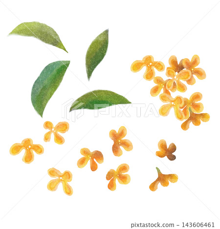 Osmanthus flower parts set - stylish watercolor illustration Osmanthus flower parts set - stylish watercolor illustration 143606461