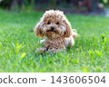 maltipoo dog sitting on green grass lawn 143606504
