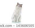 Beautiful fluffy Ragdoll cat sitting on clean white studio background 143606505