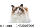 Blue eyed Ragdoll cat full body portrait on clean white background 143606506