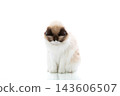 Fluffy Ragdoll cat looking aside on minimal white studio background 143606507