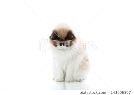 Fluffy Ragdoll cat looking aside on minimal white studio background Fluffy Ragdoll cat looking aside on minimal white studio background 143606507