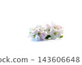 beautiful apple tree flowers isolated on clean white background 143606648