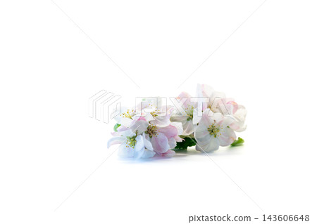 beautiful apple tree flowers isolated on clean white background beautiful apple tree flowers isolated on clean white background 143606648