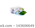 natural apple blossoms isolated on white background with copy space 143606649