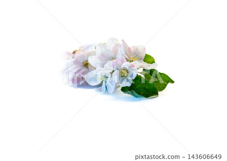 natural apple blossoms isolated on white background with copy space 143606649